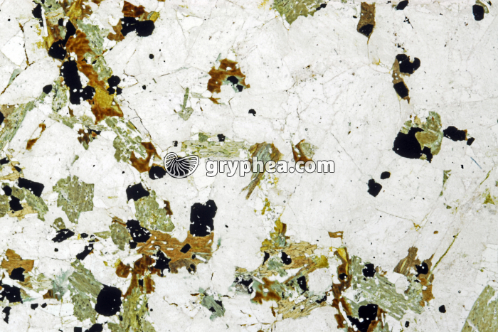 Granodiorite (Glen Doll, Ecosse) LPNA x4 - gryphea.org